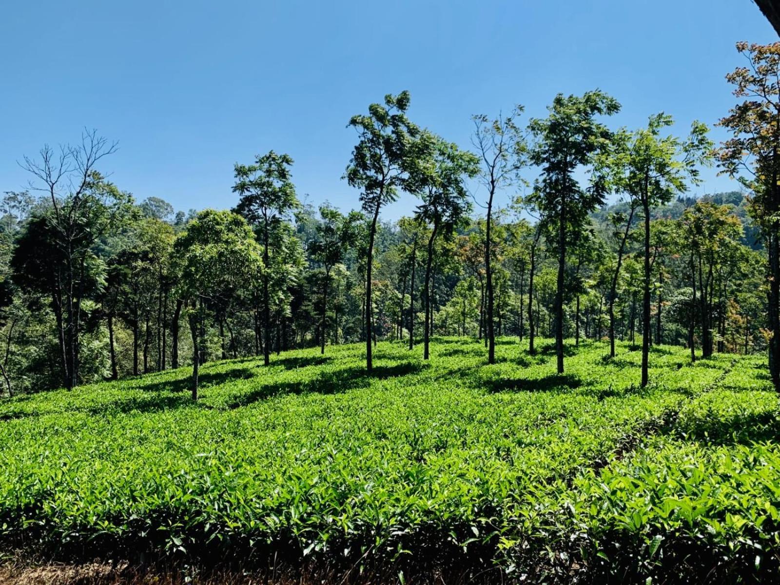 Cassells Jungle Resorts Thekkady Vandiperiyār Esterno foto