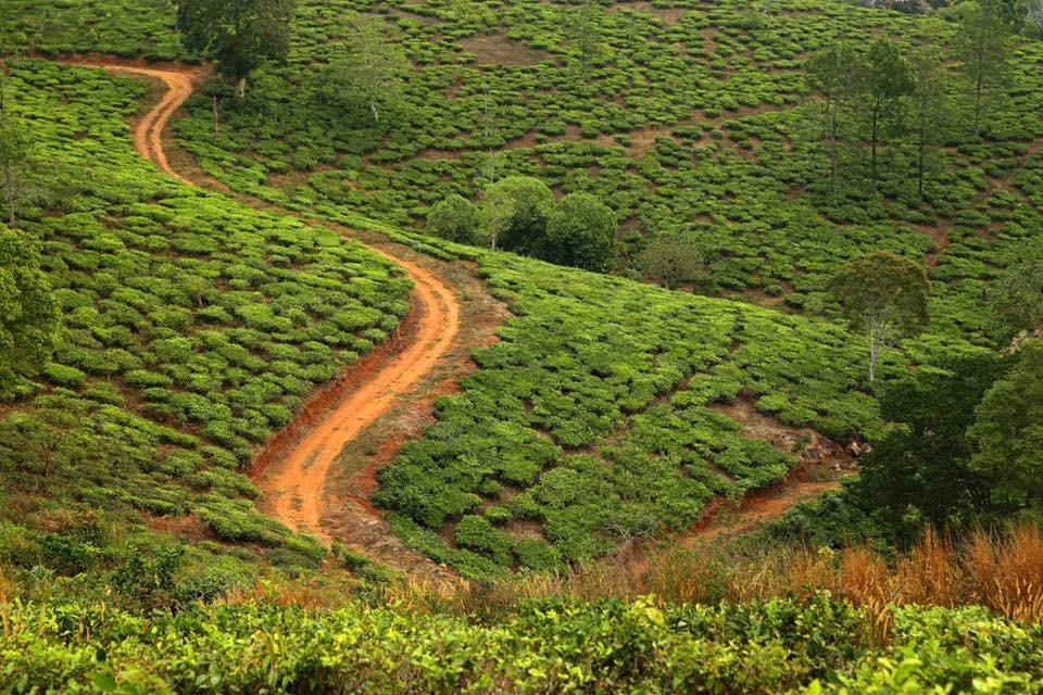 Cassells Jungle Resorts Thekkady Vandiperiyār Esterno foto